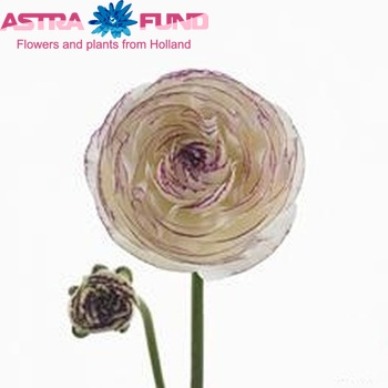 Ranunculus asiaticus 'Mistral Purple Picotee' zdjęcie
