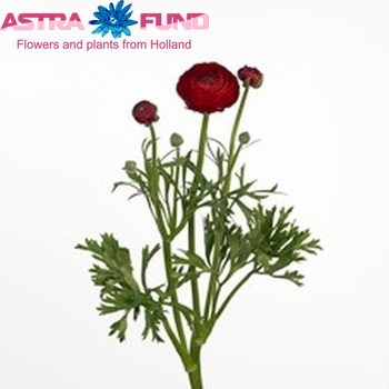 Ranunculus asiaticus 'Mistral Red Baron' zdjęcie