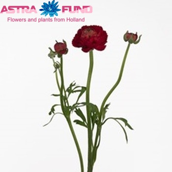Ranunculus asiaticus 'Mistral Roulette' zdjęcie