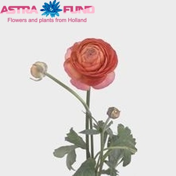 Ranunculus asiaticus 'Mistral Salmon' zdjęcie