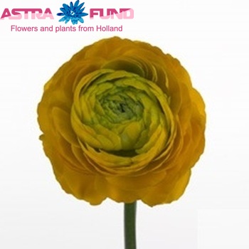 Ranunculus asiaticus 'Mistral Skyline Yellow' foto