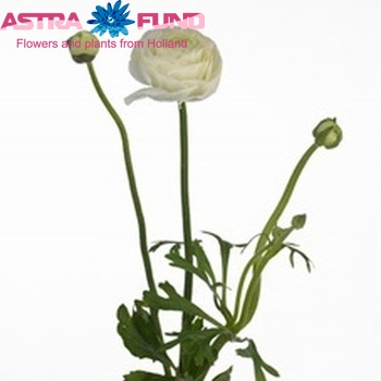 Ranunculus asiaticus 'Mistral White' fotografija