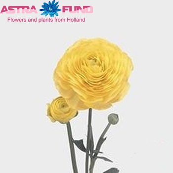 Ranunculus asiaticus 'Mistral Yellow' fotografija