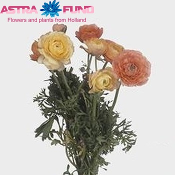 Ranunculus asiaticus 'Pauline Champagne' fotografija