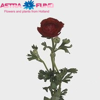 Ranunculus asiaticus 'Pauline Chocolat' fotografija