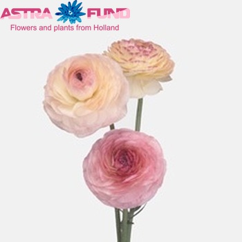 Ranunculus asiaticus 'Pauline Pastel' fotografija