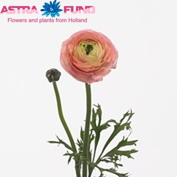 Ranunculus asiaticus 'Pauline Pink' fotografija