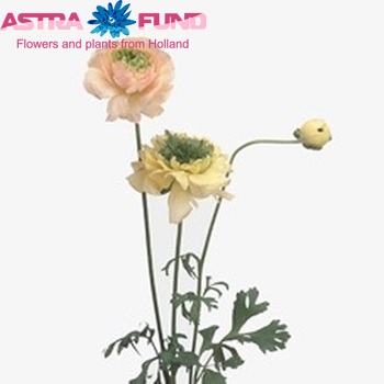 Ranunculus asiaticus 'Reinette Cream' fotó