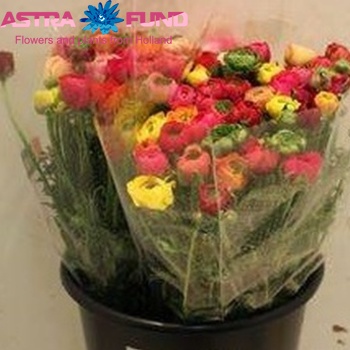 Ranunculus asiaticus Reinette gemengd fotó