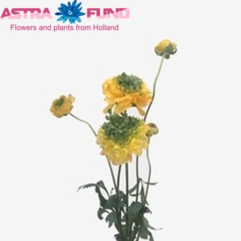 Ranunculus asiaticus 'Reinette Gold' fotó