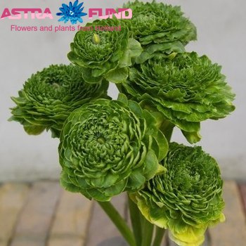Ranunculus asiaticus 'Reinette Green' fotó