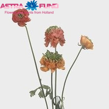 Ranunculus asiaticus 'Reinette Orange' fotó