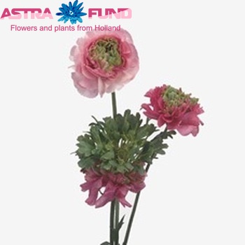 Ranunculus asiaticus 'Reinette Pink' fotó