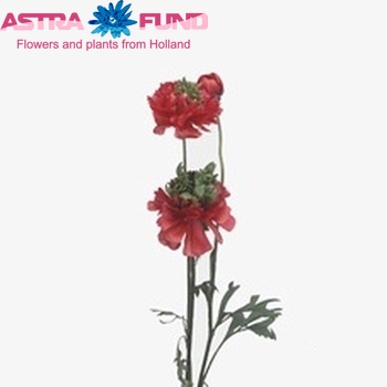 Ranunculus asiaticus 'Reinette Red' fotó
