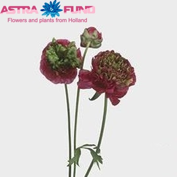 Ranunculus asiaticus 'Reinette Rose' fotó