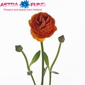 Ranunculus asiaticus 'Soleil Orange' fotó
