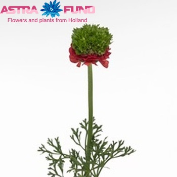 Ranunculus asiaticus Succes Camporosso fotó