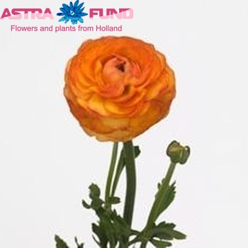 Ranunculus asiaticus Success Bruce photo