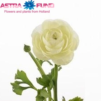 Ranunculus asiaticus 'Success Creme' photo