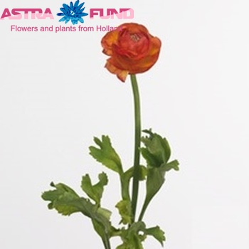Ranunculus asiaticus Success Elios photo