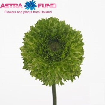 Ranunculus asiaticus 'Success Full Green' photo
