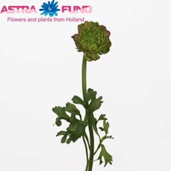Ranunculus asiaticus Success Grimaldi Green Fuchsia photo