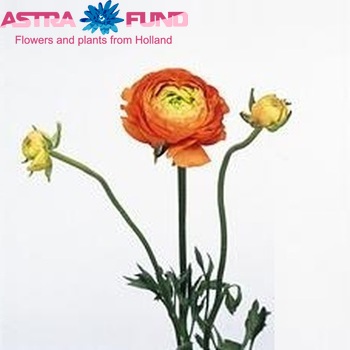 Ranunculus asiaticus Success Orange photo