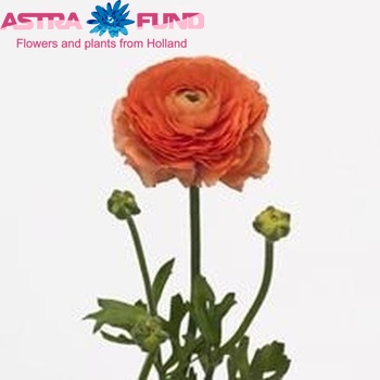 Ranunculus asiaticus Success Venusia zdjęcie