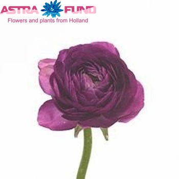 Ranunculus asiaticus 'Success Violet' zdjęcie