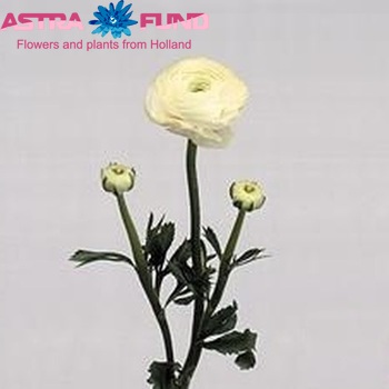 Ranunculus asiaticus Success White zdjęcie