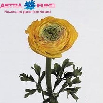 Ranunculus asiaticus Success Yellow zdjęcie