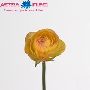 Ranunculus asiaticus 'Success Yellow Orange' zdjęcie