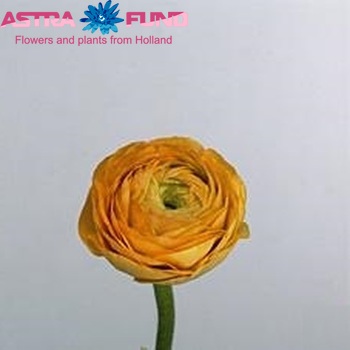 Ranunculus asiaticus 'Victoria Orange' zdjęcie
