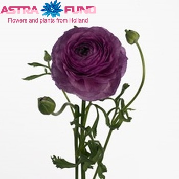 Ranunculus asiaticus 'Victoria Purple Shades' zdjęcie