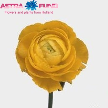 Ranunculus asiaticus 'Victoria Yellow' zdjęcie