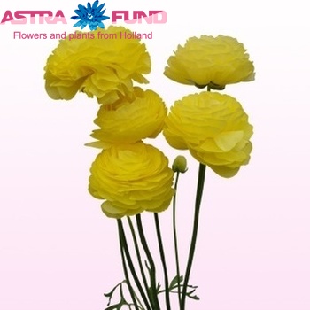 Ranunculus Friandine Grp zdjęcie