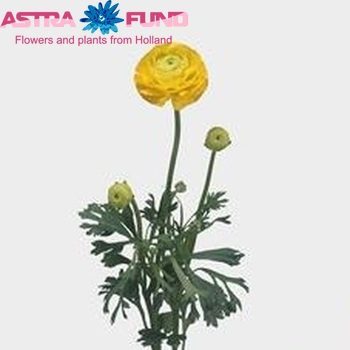 Ranunculus 'Highlight Yellow' fotó