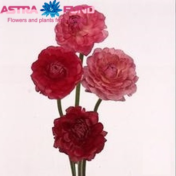 Ranunculus 'Pauline Carmine' fotó