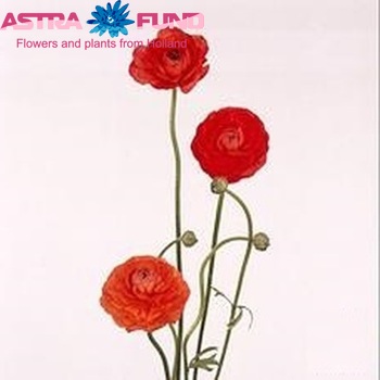 Ranunculus 'Pauline Dark Orange' fotó