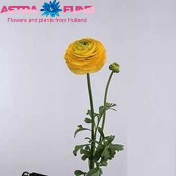 Ranunculus 'Pauline Gold' fotó