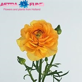 Ranunculus 'Pauline Moutarde' fotografija