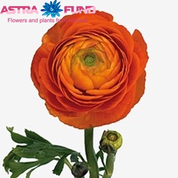 Ranunculus 'Pauline Orange' fotografija