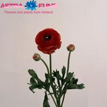 Ranunculus 'Pauline Scarlet' fotografija