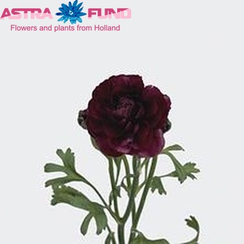 Ranunculus 'Pauline Violet' fotografija