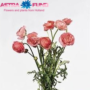 Ranunculus Ranobelle Inra Lichtroze fotografija