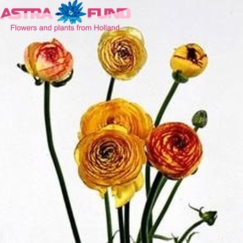 Ranunculus Ranobelle Inra Picotee Geel fotografija