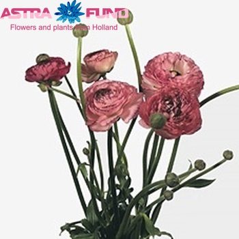 Ranunculus Ranobelle Inra Picotee Roze fotó