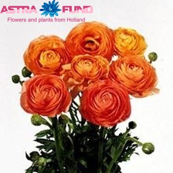 Ranunculus Ranobelle Inra Zalm fotó