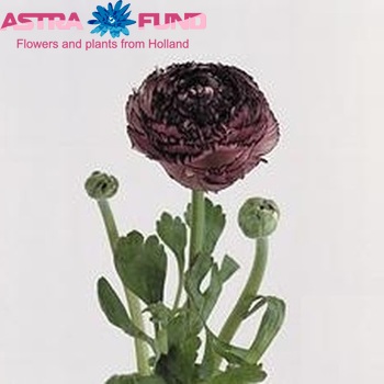 Ranunculus Soleil Purple Picotee fotó