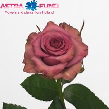 Rosa gr  Dark Hypnose φωτογραφία